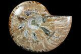 Lot: - Whole Polished Ammonites (Grade B/C) - Pieces #78031-4